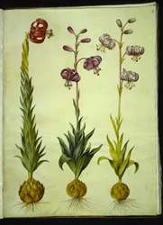 Lírio pompônio (pompon-lilje); Lírio Martagon (krans-lilje)