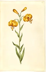 Lilium pyrenaicum (lírio dos Pirenéus)