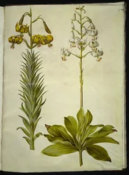 Lilium pyrenaicum (lírio dos Pirenéus); Lilium martagon (lírio de grinalda)