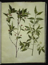 Lonicera alpigena (folha de cabra alpina); Euonymus europaeus (bonewood comum)