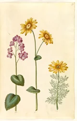 Anuários lunares (judaspenge); Doronicum pardalianches (hjertebladet gemserod); Vernal Adonis (vår-adonis)