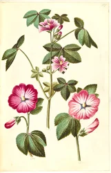 Malva sylvestris (queijo de gato comum); Lavatera trimestris (verme mameluco)