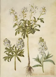Matthiola incana (vinter-levkøj)
