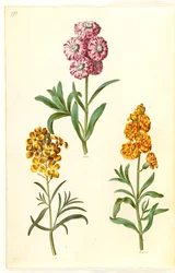 Matthiola incana (pássaro de inverno); Erysimum cheiri (douração)