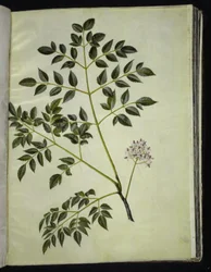 Melia azedarach (paternostertræ)