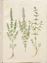 Mentha pulegium (hortelã polej); Mentha cervina (hortelã de veado); Mentha (espécie de hortelã)