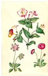 Mirabilis jalapa (flor milagrosa); Bellis perennis (margarida comum)