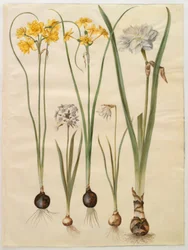 Narciso jonquilla (siv-narcis); Narciso tazetta (tazet); Narciso pseudonarcissus moschatus (musk-narciso); narciso poético (pinselilje)