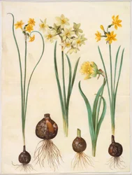 Narciso jonquilla (rush-narciso); Narcissus tazetta aureus (tazet de ouro); Narciso pseudonarciso bicolor (narciso de duas cores)