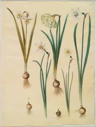 Narciso ×mediluteus (toblomstret narciso); Narciso pseudonarciso; Narciso (narciso); Narciso poético (pinselilje); Narciso × mais fino