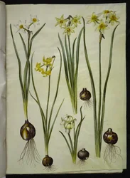 Narciso poético (pinselilje); Narciso triandrus (orquídea-narciso); Narciso ×mediluteus (toblomstret narciso)