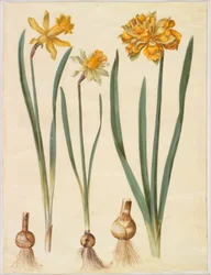 Narciso pseudonarcissus major (grande narciso); Narciso pseudonarcissus bicolor (narciso de duas cores); Narciso pseudonarciso