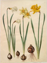 Narciso pseudonarcissus moschatus (musk-narciso); Narciso ×mediluteus (toblomstret narciso); Narciso pseudonarcissus major (stor påskelilje)