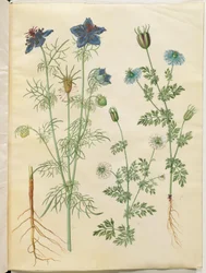 Nigella hispanica (diabo no mato); Nigella sativa (cominho preto)