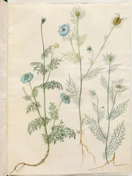 Nigella sativa (cominho-preto); Nigella damascena (donzela-verde)