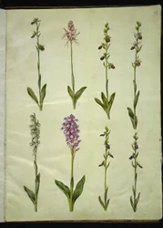 Ophrys apifera ou Ophrys sphegodes (flor da mosca da abelha ou flor da mosca precoce); "Orchis simia" (flor da fantasia); Ophrys apifera (flor da abelha); Orchis (erva cuco); Orchis militaris (Erva Cuco do Cavaleiro); Ophrys insectifera (mosca comum)