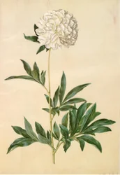 Paeonia lactiflora (peão de seda)