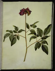 Peônia masculina (rosa-silkeplante)