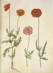 Papaver dubium (papoula); Papaver rhoeas (papoula de grãos)