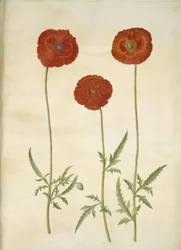 Papaver rhoeas (papoula de grãos)