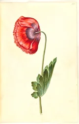 Papoila de ópio (papoula de ópio)