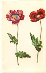 Papoila de ópio (papoula de ópio)