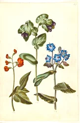 Phaseolus coccineus (feijão de jabuticaba); Cerinthe major (grande cera); Borago officinalis (borragem comum)