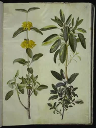 Phlomis fruticosa (salva-de-Jerusalém); Salvia officinalis (salva-comum)