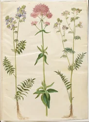 Polemonium caeruleum (escada de Jacob comum); Centranthus ruber (valeriana esporo vermelho)