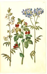 Polemonium caeruleum (escada de Jacob comum); Lotus tetragonolobus (ervilha de espargos)