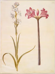 Polianthes tuberosa (tuberose); Amaryllis belladonna (belladonnallje)