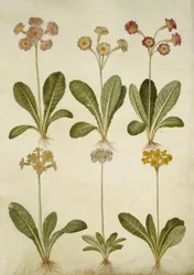 Primula veris (híbrido de feijão-fradinho); Primula farinosa (feijão florido)