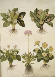 Primula vulgaris (híbrido de prímula de flores grandes); Primula farinosa (feijão florido)