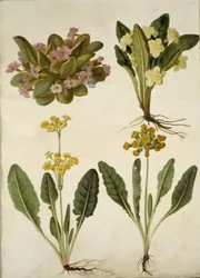 Primula vulgaris (prímula de carnaval); Primula vulgaris (híbrido de prímula de flores grandes); Primula veris (híbrido de feijão-fradinho de pescoço oco)
