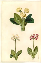 Primula vulgaris (prímula de flores grandes); Primula ×pubescens (aurícula do jardim)