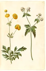 Ranunculus acris (botão de ouro com botão de ouro); Ranunculus aconitifolius (botão de ouro botão de prata)