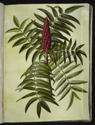 Rhus typhina (árvore de veado)