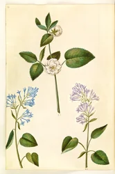 Rosa (?) (rosa); Syringa vulgaris (azeda comum)