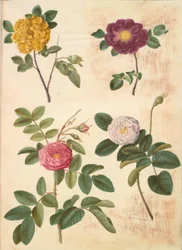 Rosa hemisphaerica (rosa amarela sulfurosa); Rosa gallica (rosa de veludo); Rosa ×damascena (rosa damascena)
