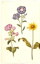 Saponaria officinalis (sabão comum); Convolvulus tricolor (saia de solteira); Helianthus (?) (espécie de girassol)