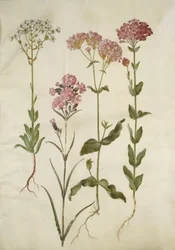Saxifraga paniculata (rocha saxifraga); Silene viscaria (cravo de alcatrão comum); Silene armeria (nó de cal);
