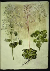 Saxifraga rotundifolia (saxífraga-de-folhas-redondas); Saxifraga umbrosa (saxífraga-das-sombras); Saxifraga geum (flor-de-porcelana)