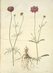 Scabiosa atropurpurea (enkeblomst)
