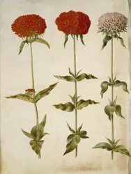 Silene calcedônica (amor ardente)