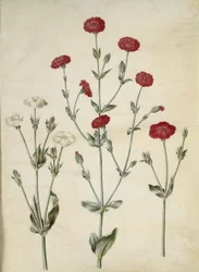 Silene coronaria (ouriço-do-mar da coroa)