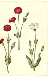 Silene coronaria (ouriço-do-mar da coroa)