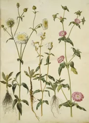 Silene latifolia (estrela da noite); Silene dioica (estrela do dia)
