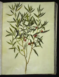 Solanum pseudocapsicum (Árvore de coral de Jerusalém)