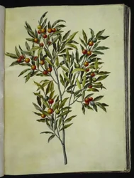 Solanum pseudocapsicum (Árvore de coral de Jerusalém)
