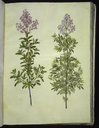 Syringa ×laciniata (azeda lobada)